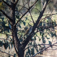 Cincloramphus mathewsi at Burrumbuttock, NSW - 25 Jul 2023