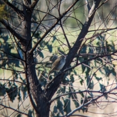 Cincloramphus mathewsi at Burrumbuttock, NSW - suppressed