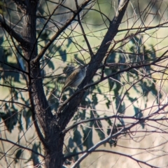 Cincloramphus mathewsi at Burrumbuttock, NSW - 25 Jul 2023