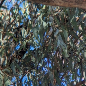 Melithreptus lunatus at Burrumbuttock, NSW - 25 Jul 2023