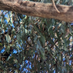 Melithreptus lunatus at Burrumbuttock, NSW - 25 Jul 2023
