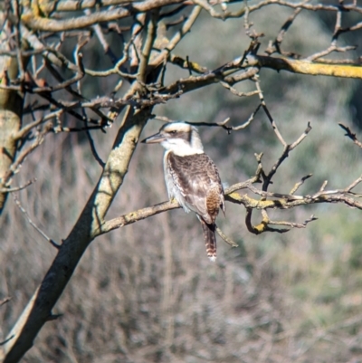 Dacelo novaeguineae (Laughing Kookaburra) at Albury - 25 Jul 2023 by Darcy