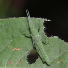 Atractomorpha sp. (Grass Pyrgomorph) at Ormiston, QLD - 15 Jul 2023 by TimL