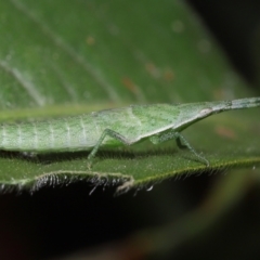 Atractomorpha sp. at Ormiston, QLD - 15 Jul 2023