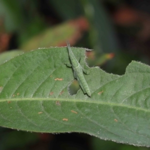 Atractomorpha sp. at Ormiston, QLD - 15 Jul 2023