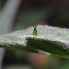 Atractomorpha sp. at Ormiston, QLD - 15 Jul 2023