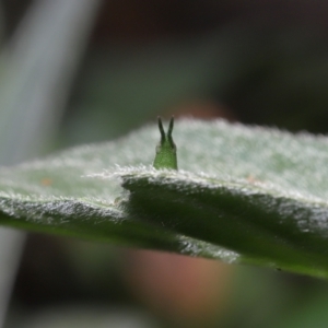 Atractomorpha sp. at Ormiston, QLD - 15 Jul 2023 12:05 PM