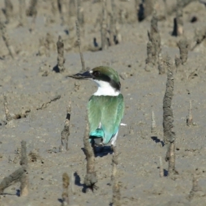 Todiramphus sordidus at Cleveland, QLD - 11 Jul 2023 10:38 AM