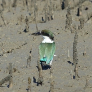 Todiramphus sordidus at Cleveland, QLD - 11 Jul 2023