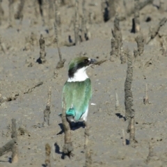 Todiramphus sordidus at Cleveland, QLD - 11 Jul 2023 10:38 AM