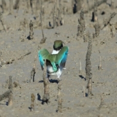 Todiramphus sordidus at Cleveland, QLD - 11 Jul 2023 10:38 AM