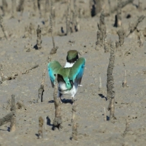 Todiramphus sordidus at Cleveland, QLD - 11 Jul 2023