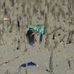 Todiramphus sordidus at Cleveland, QLD - 11 Jul 2023