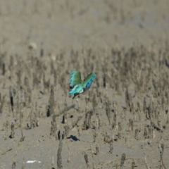 Todiramphus sordidus at Cleveland, QLD - 11 Jul 2023 10:38 AM