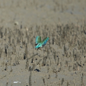 Todiramphus sordidus at Cleveland, QLD - 11 Jul 2023 10:38 AM