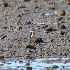 Todiramphus sanctus (Sacred Kingfisher) at Cleveland, QLD - 11 Jul 2023 by TimL