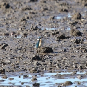 Todiramphus sanctus at Cleveland, QLD - 11 Jul 2023