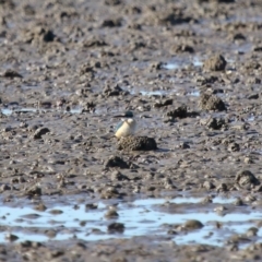 Todiramphus sanctus at Cleveland, QLD - 11 Jul 2023