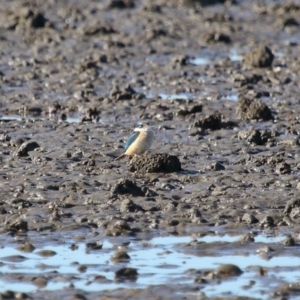 Todiramphus sanctus at Cleveland, QLD - 11 Jul 2023