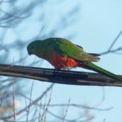 Alisterus scapularis (Australian King-Parrot) at Downer, ACT - 25 Jul 2023 by RobertD