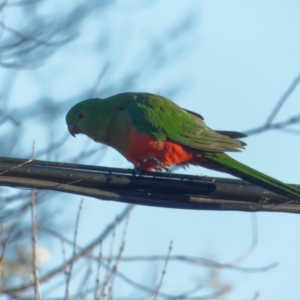 Alisterus scapularis at Downer, ACT - 25 Jul 2023