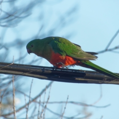 Alisterus scapularis (Australian King-Parrot) at Downer, ACT - 25 Jul 2023 by RobertD