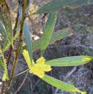 Acacia longifolia subsp. longifolia at Huskisson, NSW - 21 Jul 2023