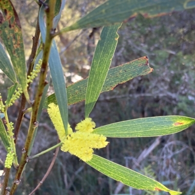 Acacia longifolia subsp. longifolia (sallow or Sydney golden wattle) at Huskisson, NSW - 21 Jul 2023 by AnneG1