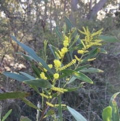Acacia longifolia subsp. longifolia at Huskisson, NSW - 21 Jul 2023