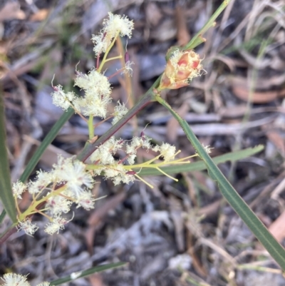 Acacia suaveolens (Sweet Wattle) at Huskisson, NSW - 21 Jul 2023 by AnneG1