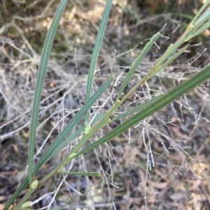 Acacia suaveolens at Huskisson, NSW - 21 Jul 2023