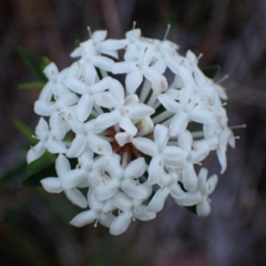 Pimelea linifolia (Slender Rice Flower) at Huskisson, NSW - 21 Jul 2023 by AnneG1