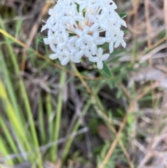 Pimelea linifolia at Huskisson, NSW - 21 Jul 2023