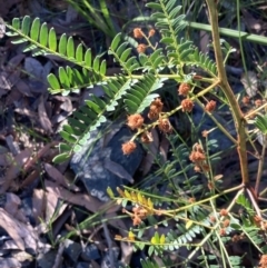 Acacia terminalis (Sunshine Wattle) at Jervis Bay National Park - 21 Jul 2023 by AnneG1