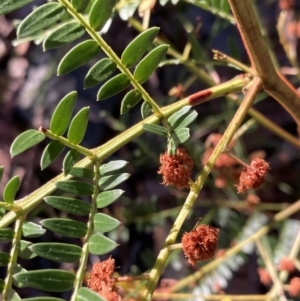 Acacia terminalis at Huskisson, NSW - 21 Jul 2023 03:25 PM