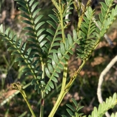 Acacia terminalis at Huskisson, NSW - 21 Jul 2023 03:25 PM