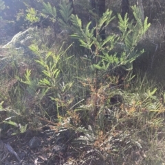 Acacia terminalis at Huskisson, NSW - 21 Jul 2023 03:25 PM