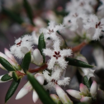 Styphelia ericoides (Pink Beard-Heath) at Huskisson, NSW - 21 Jul 2023 by AnneG1