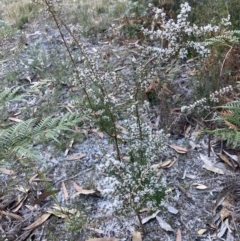 Leucopogon ericoides at Huskisson, NSW - 21 Jul 2023