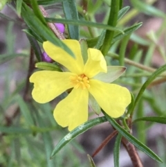 Hibbertia fasciculata (Bundled Guinea-flower) at Huskisson, NSW - 21 Jul 2023 by AnneG1