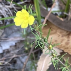 Hibbertia fasciculata at Huskisson, NSW - 21 Jul 2023