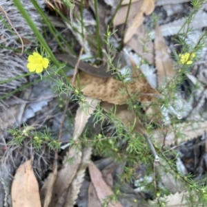 Hibbertia fasciculata at Huskisson, NSW - 21 Jul 2023
