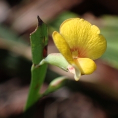 Bossiaea ensata (Sword Bossiaea) at Jervis Bay, JBT - 25 Jul 2023 by AnneG1