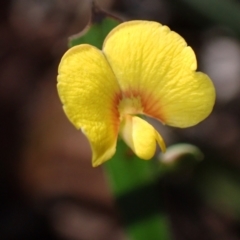 Bossiaea ensata at Jervis Bay, JBT - 25 Jul 2023