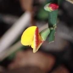 Bossiaea ensata at Jervis Bay, JBT - 25 Jul 2023 12:02 PM