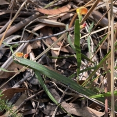 Bossiaea ensata at Jervis Bay, JBT - 25 Jul 2023