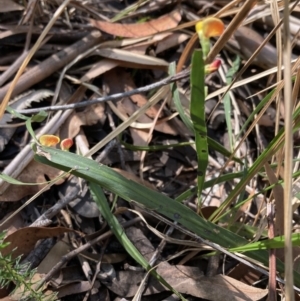 Bossiaea ensata at Jervis Bay, JBT - 25 Jul 2023 12:02 PM