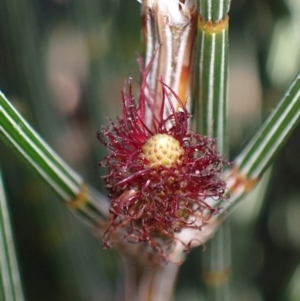 Allocasuarina distyla at Jervis Bay, JBT - 25 Jul 2023