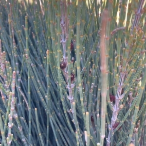 Allocasuarina distyla at Jervis Bay, JBT - 25 Jul 2023