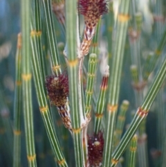 Allocasuarina distyla at Jervis Bay, JBT - 25 Jul 2023 01:23 PM